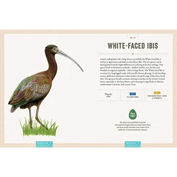 Interactive Bird Guide with Stunning Artwork