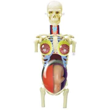 Famemaster 4D-Vision Transparent Pregnancy Torso Anatomy Model Multi-colored, 10"