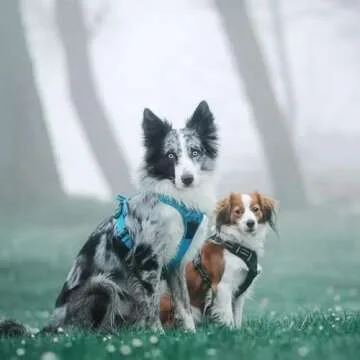 TRUE LOVE Adjustable No-Pull Dog Harness for Comfort and Control