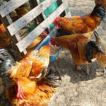 Goovilla Chicken Feeder Waterer, Hanging or Screw-in Fence Feeder with Clips, 2 Pack 5 Quart Goat Feeder Supplies, Duck Piglet Sheeple Coop Dog Livestock Poultry Plastic Feeder Trough Bucket, Blue