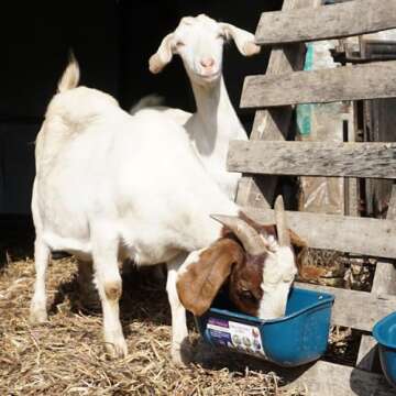 Goovilla Chicken Feeder Waterer, Hanging or Screw-in Fence Feeder with Clips, 2 Pack 5 Quart Goat Feeder Supplies, Duck Piglet Sheeple Coop Dog Livestock Poultry Plastic Feeder Trough Bucket, Blue