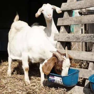 Goovilla Chicken Feeder Waterer, Hanging or Screw-in Fence Feeder with Clips, 2 Pack 5 Quart Goat Feeder Supplies, Duck Piglet Sheeple Coop Dog Livestock Poultry Plastic Feeder Trough Bucket, Blue