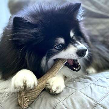 Perfect Pet Chews Split Elk Economy Antler Chew 3-Count
