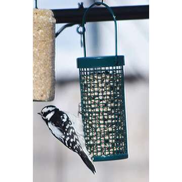 C&S Wild Bird Peanut Suet Nuggets Mega Box, 8 Pounds