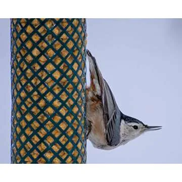 C&S Wild Bird Peanut Suet Nuggets Mega Box, 8 Pounds