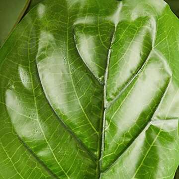 Nearly Natural 54in. Fiddle Leaf Artificial Tree (Real Touch)
