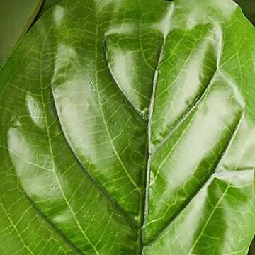 Nearly Natural 54in. Fiddle Leaf Artificial Tree (Real Touch)