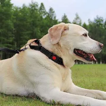 Joytale Martingale Collar for Dogs, Reflective Heavy Duty for Safety, Quick Release Buckle, Adjustable Nylon Collars for Large Dogs Walking Training, Black,L