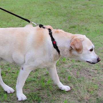 Joytale Martingale Collar for Dogs, Reflective Heavy Duty for Safety, Quick Release Buckle, Adjustable Nylon Collars for Large Dogs Walking Training, Black,L