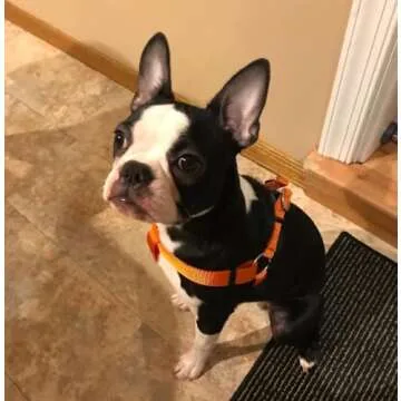 PUPTECK No Pull Dog Harness Soft Adjustable Basic Nylon Step in Puppy Vest Outdoor Walking with ID Tag Orange