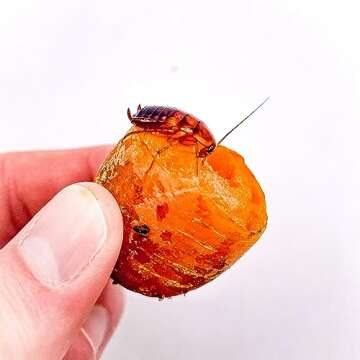 Creation Cultivated - 500+ Red Runner Roaches (1/2" inch) / Blatta Lateralis Rusty Red Turkish Turke...