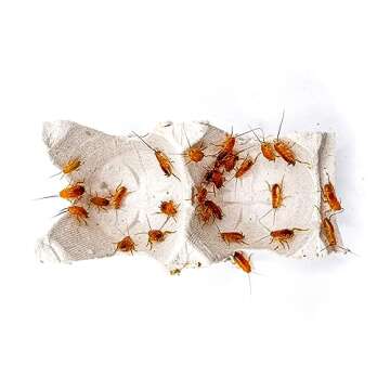 500+ Red Runner Roaches for Reptile Feeding Solutions