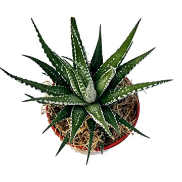 Haworthia fasciata 'superwhite', Live Succulent in 4" Pot