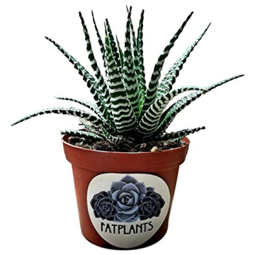 Haworthia fasciata 'superwhite', Live Succulent in 4" Pot