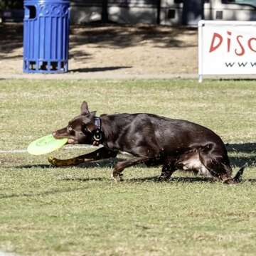 Hyperflite Jawz Dog Flying Disc - World's Toughest Training Dog Toy. Best Competition Flying Disc Toy for Pets, Puncture Resistant - 8.75 Inch
