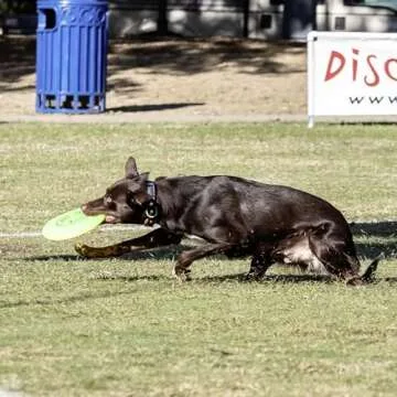 Hyperflite Jawz Dog Flying Disc - World's Toughest Training Dog Toy. Best Competition Flying Disc Toy for Pets, Puncture Resistant - 8.75 Inch