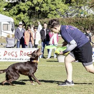 Hyperflite Jawz Dog Flying Disc - World's Toughest Training Dog Toy. Best Competition Flying Disc Toy for Pets, Puncture Resistant - 8.75 Inch