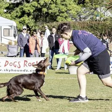 Hyperflite Jawz Dog Flying Disc - World's Toughest Training Dog Toy. Best Competition Flying Disc Toy for Pets, Puncture Resistant - 8.75 Inch