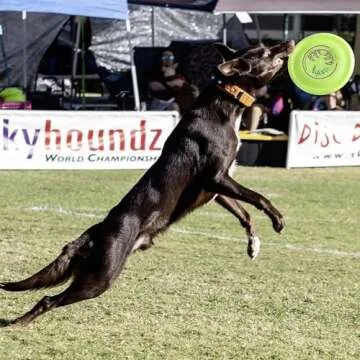 Hyperflite Jawz Dog Flying Disc - World's Toughest Training Dog Toy. Best Competition Flying Disc Toy for Pets, Puncture Resistant - 8.75 Inch