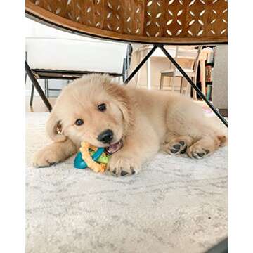 Nylabone Teething Rings Power Chew Toy for Dogs, Dog Toys for Aggressive Chewers, Bacon Flavor, Smal...