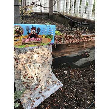 300 Live Ladybugs - Good Bugs - Ladybugs - Guaranteed Live Delivery!