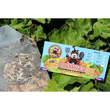 300 Live Ladybugs - Good Bugs - Ladybugs - Guaranteed Live Delivery!