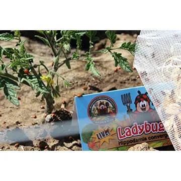 300 Live Ladybugs - Good Bugs - Ladybugs - Guaranteed Live Delivery!