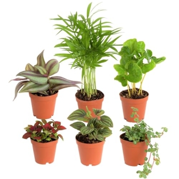 Costa Farms Mini Houseplants (6 Pack), Easy Grow Live Indoor House Plants in Nursery Plant Pots, Gro...