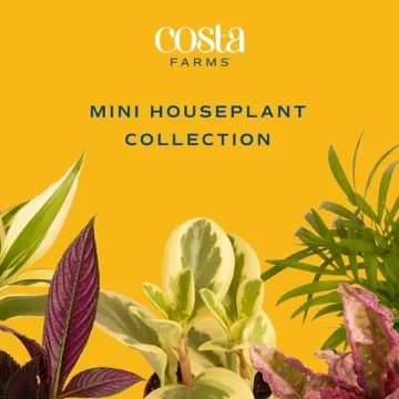 Costa Farms Mini Houseplants - 6 Pack of Easy Grow Greens
