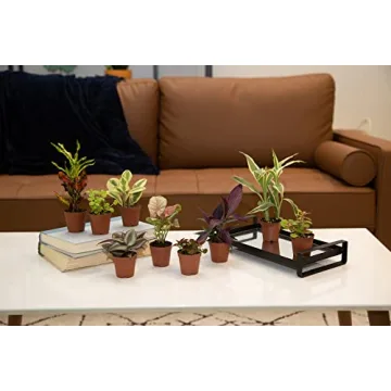 Costa Farms Mini Houseplants - 6 Pack of Easy Grow Greens