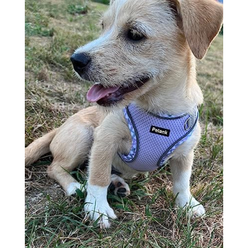Petank Dog Harness Small Medium Dogs - Comfortable, Safe