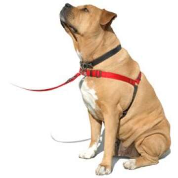 Sense-ation No-Pull Dog Harness - Green with Black Medium/Large Wide