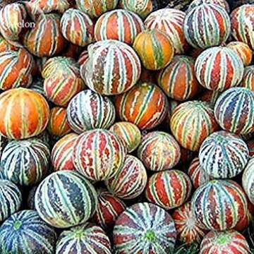 Rare Kajari Sweet Melon Fruit, 10 Seeds, 13% sugar contained melon colorful skin fruit TS237T