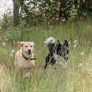 Prairie Dog Chicken & Sweet Potato Sausages 16Oz - Healthy Dog Treats