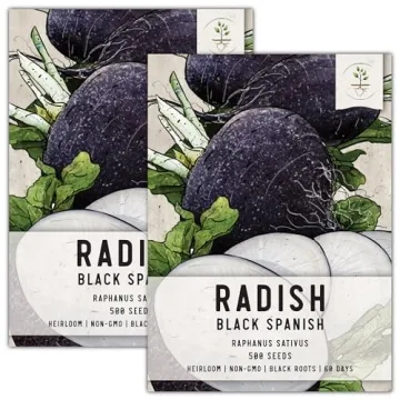 Seed Needs Black Spanish Radish Seeds - 500 Heirloom Seeds for Planting Raphanus sativus - Cool Weat...