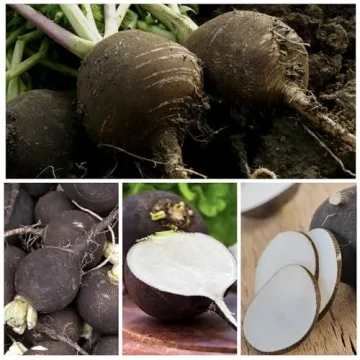 Seed Needs Black Spanish Radish Seeds for Planting