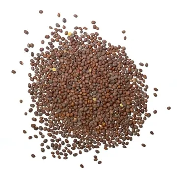 Seed Needs Black Spanish Radish Seeds for Planting