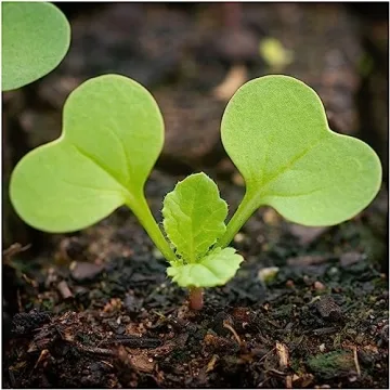 Seed Needs Black Spanish Radish Seeds for Planting