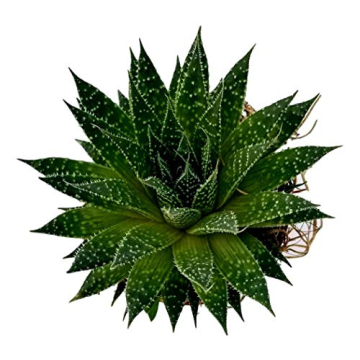 Fat Plants San Diego Succulent Plant Fully Rooted in 4" Planter Pots - Real Live Potted Succulents