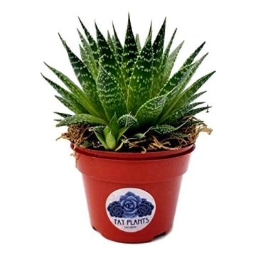 Shop Fat Plants San Diego Succulent Plants for Unique Decor