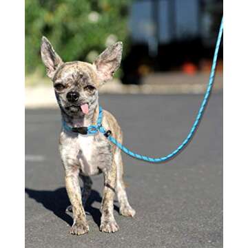 TagME Slip Leads for Dogs, 6 FT Heavy Duty Dog Leash with Padded Handle, Strong Rope No Pull Pet Training Leash for Small Dogs,Blue