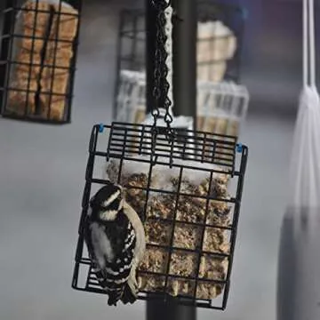 C&S Double Suet Basket for Bird Feeding Enthusiasts