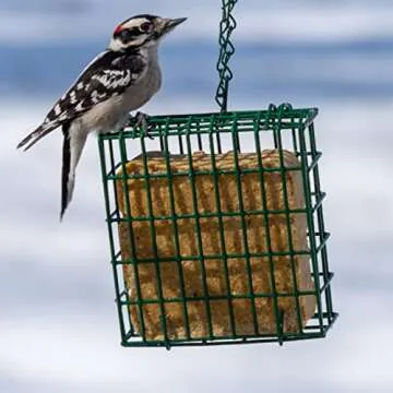 C&S Double Suet Basket for Easy Bird Feeding