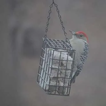 C&S Double Suet Basket for Easy Bird Feeding