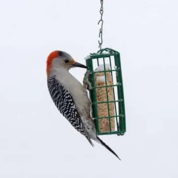 C&S Double Suet Basket for Easy Bird Feeding