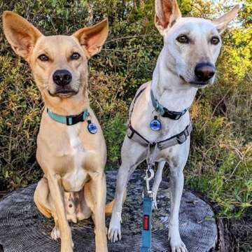 LYP Original Soundless Pet Id Tags | Custom Dog Tags Personalized for Pets | Durable Silicone Deep Engraved Dog Tag | No More Jingling | Blue Paw