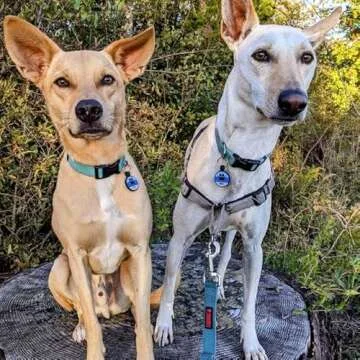 LYP Original Soundless Pet Id Tags | Custom Dog Tags Personalized for Pets | Durable Silicone Deep Engraved Dog Tag | No More Jingling | Blue Paw