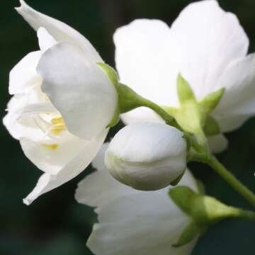 Paul Sebastian DESIGN Floral Perfume for Women Spray