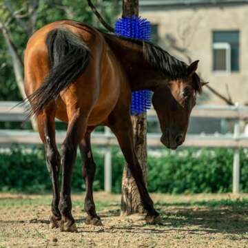LAIAMER Livestock Scratch Brushes, Horse Scratcher Cow Scratcher Grooming Horse Supplies with Screws, Relieve Itchy Livestock Back Massage Brush for Goat, Pigs and Other Livestock