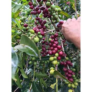 Special Edition Whole Bean Ecuador Coffee - Nucallacta